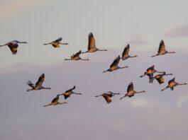Erste Kraniche sammeln sich vor dem Abflug Kraniche fliegen zum Sonnenaufgang über dem Naturpark Niederlausitzer Landrücken. (Archivbild)