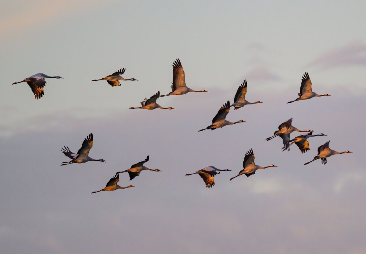 Kraniche auf den Weg ins Warme Kraniche fliegen zum Sonnenaufgang über dem Naturpark Niederlausitzer Landrücken. (Archivbild)