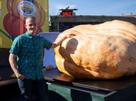 Der Super-Kürbis in Brandenburg bleibt unter einer Tonne Der schwerste Kürbis bei der Kürbiswiegemeisterschaft in Klaistow von Oliver Grafe ist rund 942 Kilogramm schwer.