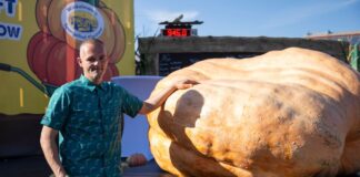 Der Super-Kürbis in Brandenburg bleibt unter einer Tonne Der schwerste Kürbis bei der Kürbiswiegemeisterschaft in Klaistow von Oliver Grafe ist rund 942 Kilogramm schwer.
