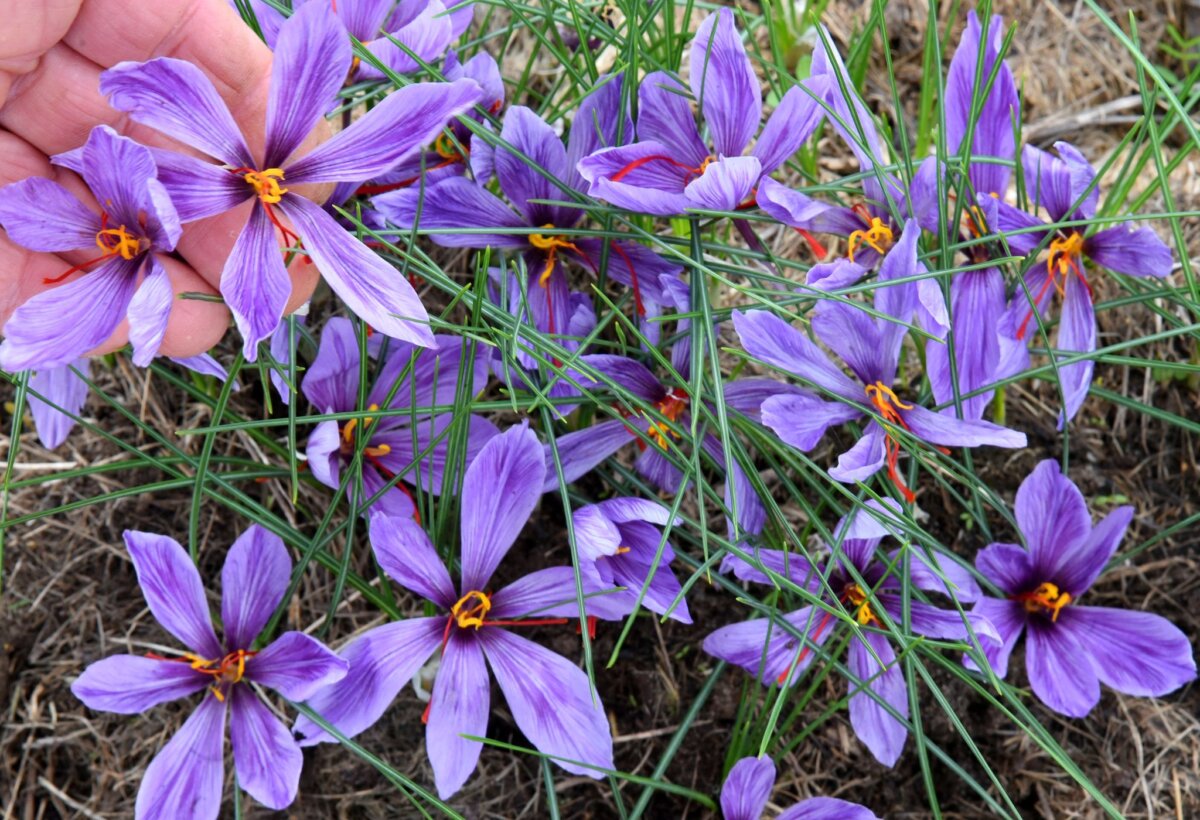 Safran-Ernte Safran kommt von violett blühenden Krokussen. (Archivbild)