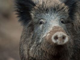 Wildschweine landen im Pool und werden erschossen In Sukow wurden drei Wildschweine in einem Pool erschossen. (Symbolbild)