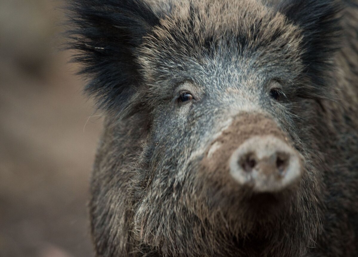 Wildschwein In Sukow wurden drei Wildschweine in einem Pool erschossen. (Symbolbild)