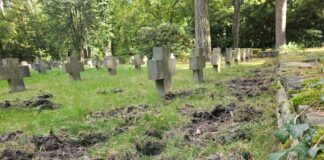 Wildschweine hinterlassen auf dem Stahnsdorfer Friedhof tiefe Spuren. 