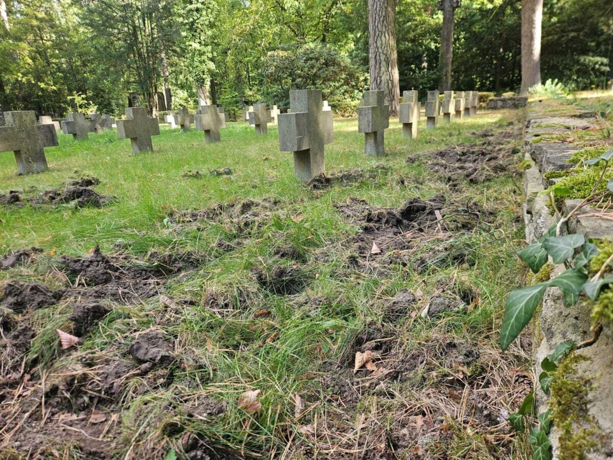 Wildschweine wüten auf Stahnsdorfer Friedhof Wildschweine hinterlassen auf dem Stahnsdorfer Friedhof tiefe Spuren.