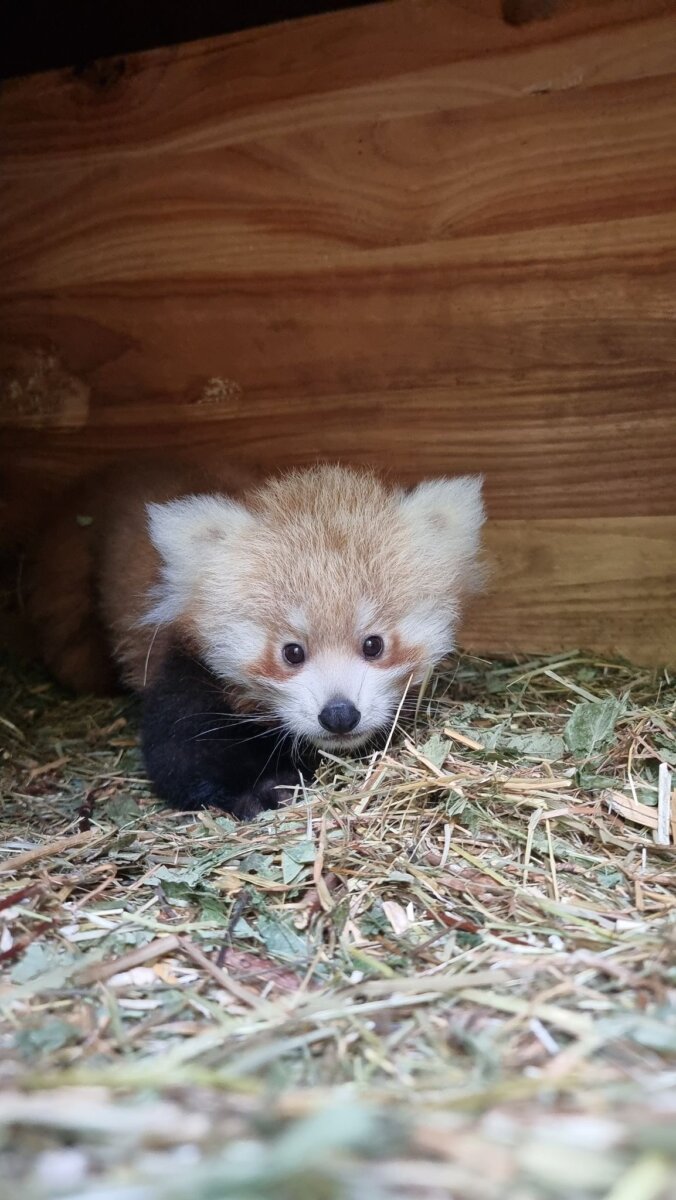 Roter Panda Tierpark Berlin Das Rote-Panda-Baby ist das Geschwisterkind von Lisa Hari und Freddy Kumar. (Archivbild)
