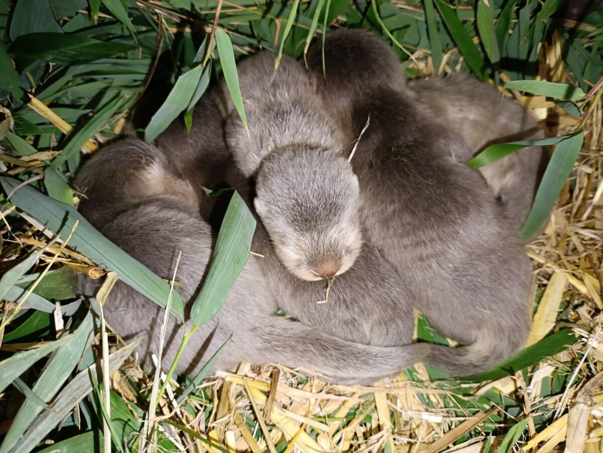Nachwuchs bei den Zwergottern im Berliner Tierpark Fünf junge Zwergotter liegen zusammen im Berliner Tierpark (Handout).