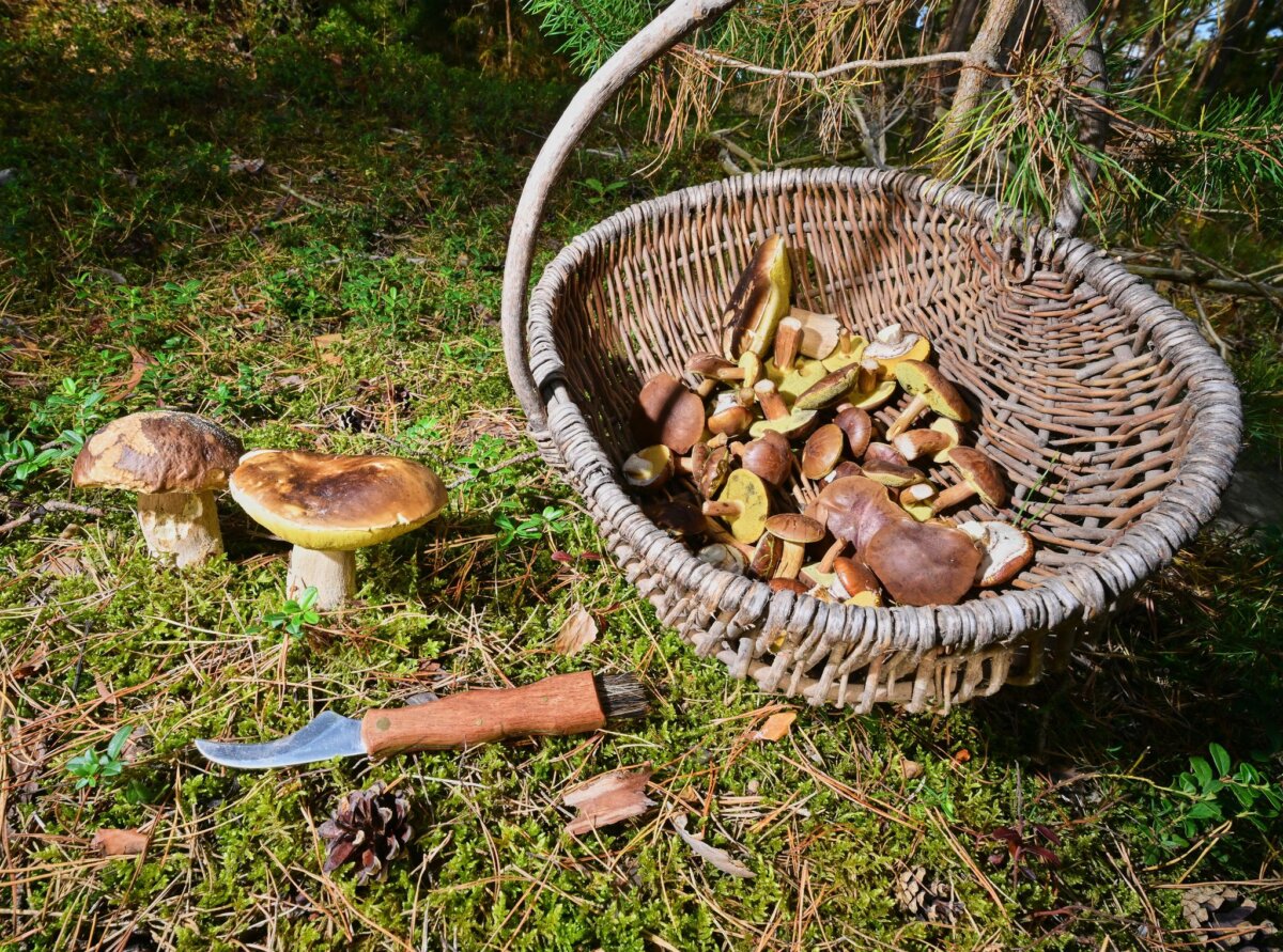 Herbstzeit ist auch Pilzzeit Die Körbe der Pilzsammler füllen sich immer mehr.