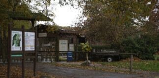 Noch ist unklar, wie genau es zu dem Wolfsangriff auf ein achtjähriges Mädchen im Wildpark Johannismühle in Baruth/Mark südich von Berlin kommen konnte. (Archivbild) 