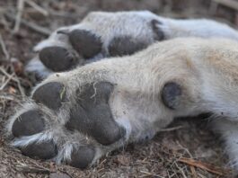 Wolf stirbt in Joachimsthal bei Unfall mit Kleintransporter Das Tier überlebte den Unfall nicht. (Symbolbild)