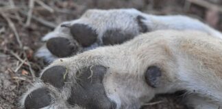 Wolf stirbt in Joachimsthal bei Unfall mit Kleintransporter Das Tier überlebte den Unfall nicht. (Symbolbild)