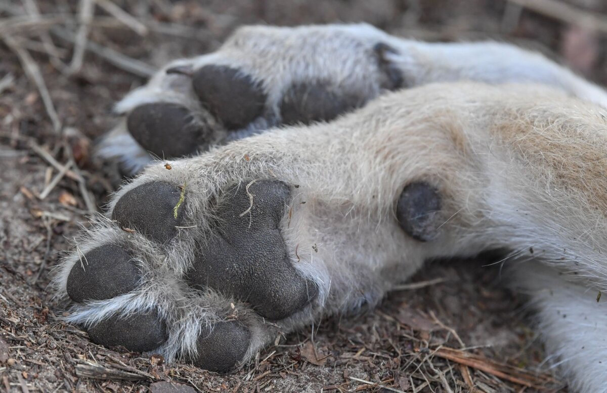 Wolf nach Kollision mit Auto bei Drachhausen gestorben Das Tier überlebte den Unfall nicht. (Symbolbild)