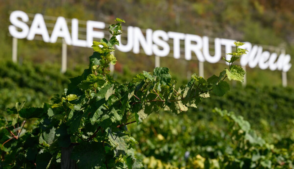 Weinanbaugebiet Saale-Unstrut Die Weinlese an Saale und Unstrut ist weitgehend abgeschlossen. (Archivbild)