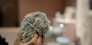 KI zum Kuscheln: Wozu sind «Moflins» gut? Mit ihren Knopfaugen erinnern Moflins an Hamster.