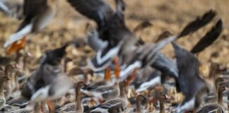 Wildgänse rasten im Oderbruch im Osten Brandenburgs. 