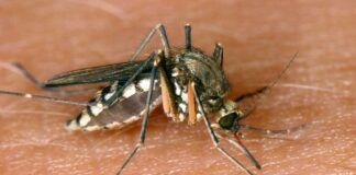 Erster Nachweis von Sindbis-Fieber in Deutschland Das Sindbis-Virus (SINV) wird durch Stechmücken übertragen.