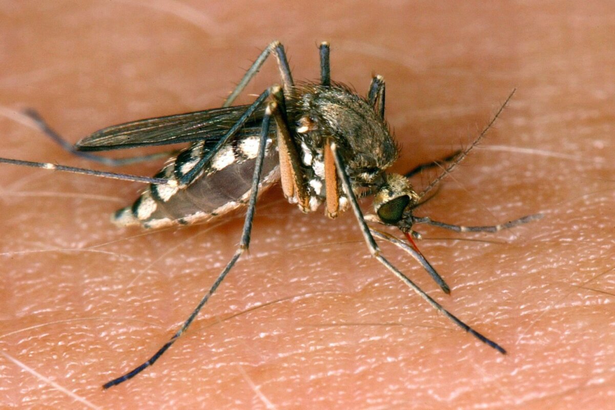Nachweis von Sindbis-Fieber bei einem Menschen in Deutschland Das Sindbis-Virus (SINV) wird durch Stechmücken übertragen.