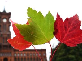 Zwei Showdowns bei der Linken: Wie weiter mit Rot-Grün-Rot? Die Linke will nach der Berlin-Wahl eine rot-grün-rote Koalition schmieden und das Rote Rathaus übernehmen. (Symbolbild)
