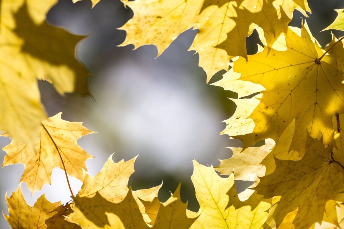 Herbstwetter in Brandenburg Der Montag startet freundlich in Berlin und Brandenburg, aber in der Nacht kann es leichten Frost geben. (Archivbild)