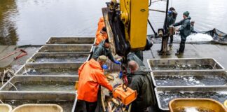 Peitz feiert Karpfenernte – Kormorane machen Sorge In Peitz hat das Abfischen aus dem Hälterteich eine lange Tradition.