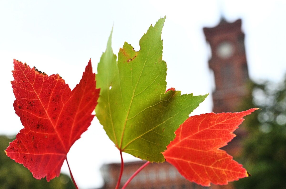 Bunte Herbstblätter vor dem Berliner Rathaus Derzeit verhandeln Linke, Grüne und SPD über eine gemeinsame Regierung (Archivbild).