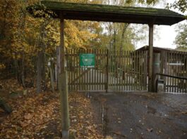 Behörden wollen Wolfsangriff im Wildpark aufarbeiten Die Polizei untersucht, wie es zu dem Angriff eines Wolf im Wildpark Johannismühle kommen konnte.