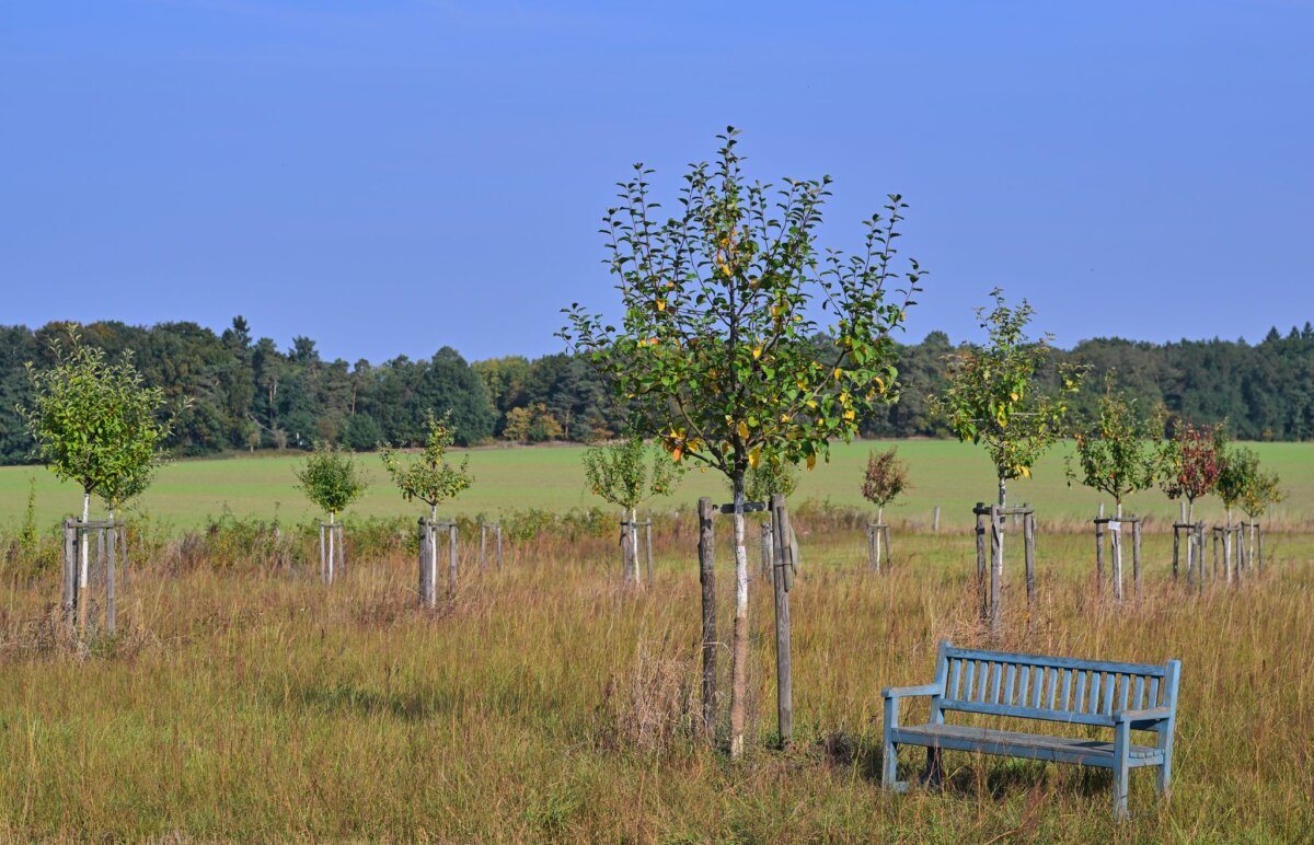 Alte Obstsorten in Brandenburg: Erhalt mit Hindernissen In Brandenburg gibt es Bemühungen, neue Streuobstwiesen anzulegen.