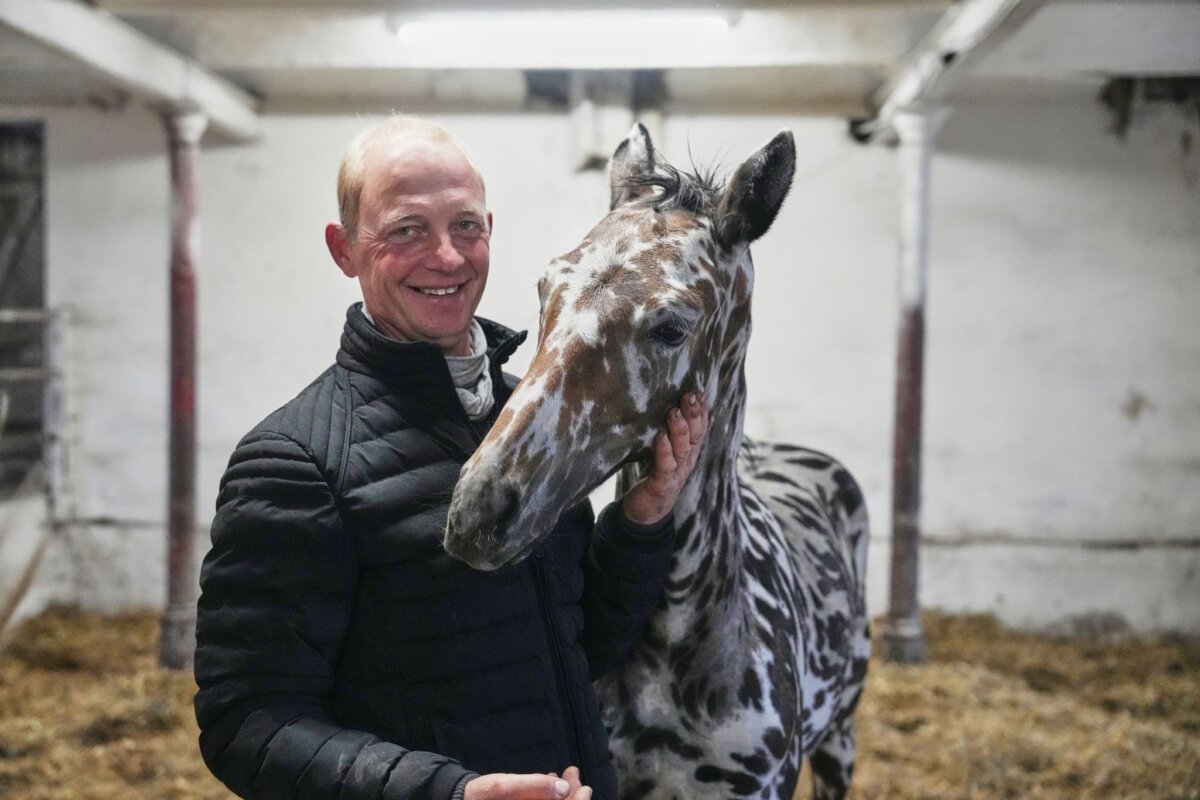 Ein zebrahaft geschecktes Fohlen Ein Mann und sein Zebra? Nein: Es ist ein Pferd.