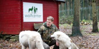 Der Betreiber des Wolfcenter Dörverden, Frank Faß, geht zu seinen Wölfen auch ins Gehege - für fremde Besucher ist das aber tabu. (Archivbild)