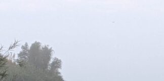 Elche immer öfter Einwanderer in Mecklenburg-Vorpommern Ein Elch steht auf einem Feld. Elche gelten als seltene Gäste in Deutschland.